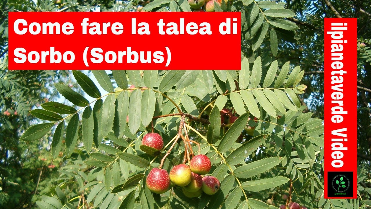 Come riprodurre per talea il Sorbo (Sorbus)