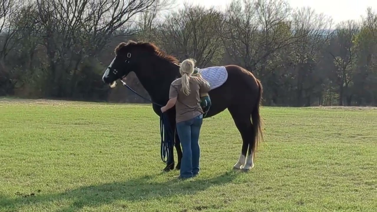 Luna's February Progress- 2026 Texas 4-H Homes For Horses