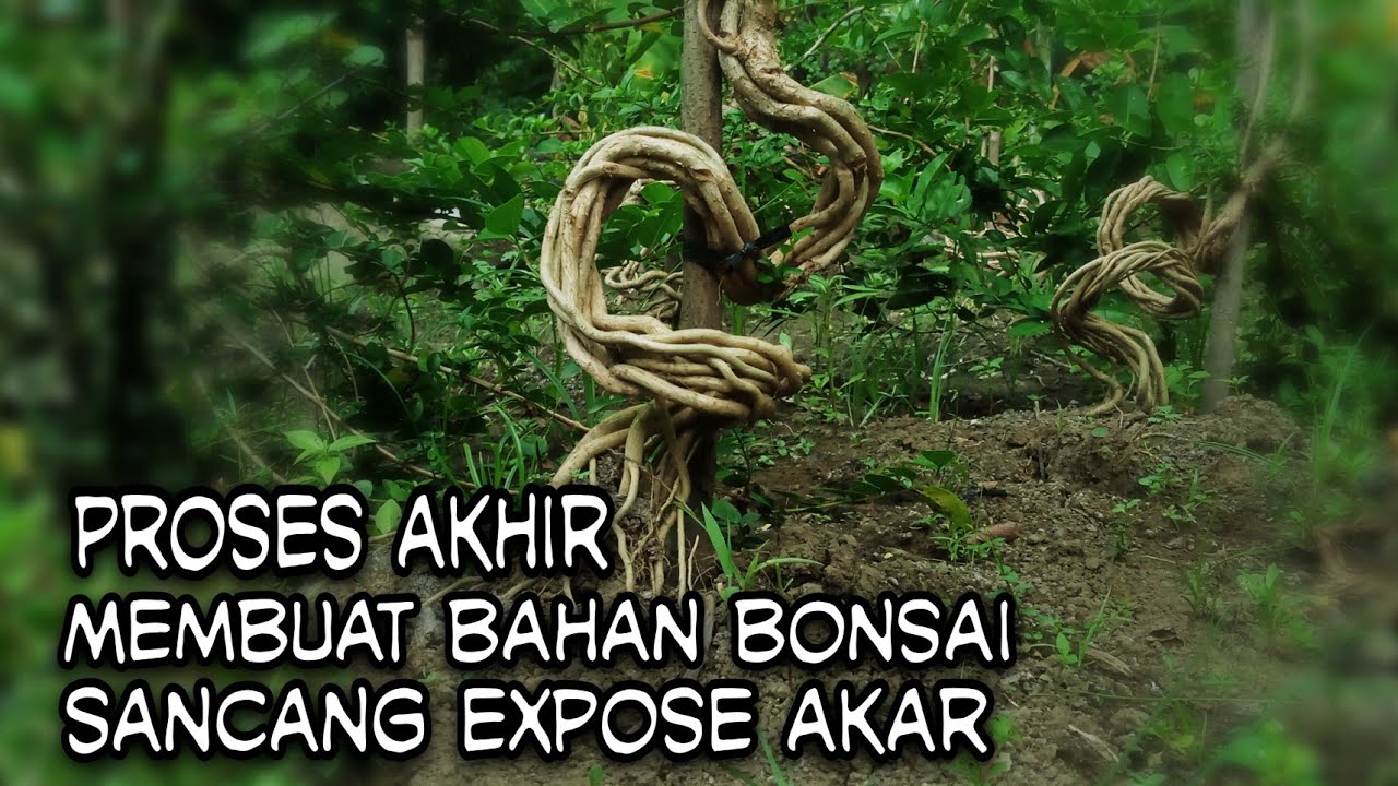 PROSES AKHIR MEMBUAT BONSAI EXPOSE AKAR SANCANG SETELAH PELEPASAN KAWAT