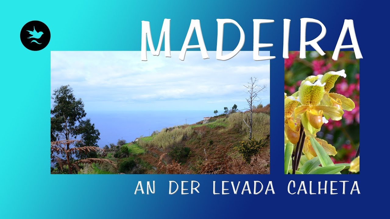 05.01.2019 : Levada Calheta : Madeira