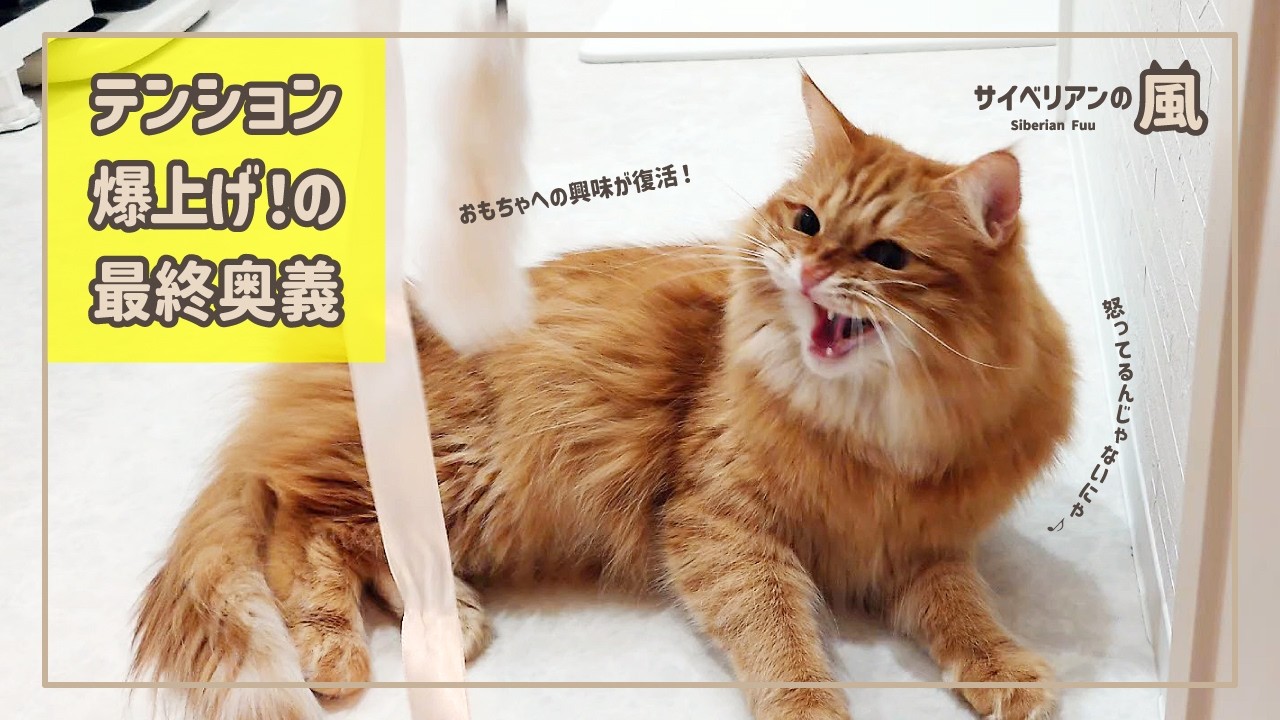 【#90】テンション爆上げ！の最終奥義【サイベリアンの男の子】