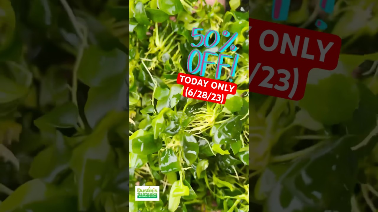 🚨50% OFF🚨ANUBIAS NANA PETITE (50% OFF PLANT OF THE WEEK BARE ROOT NOT POTTED) TODAY ONLY (6/28/23)