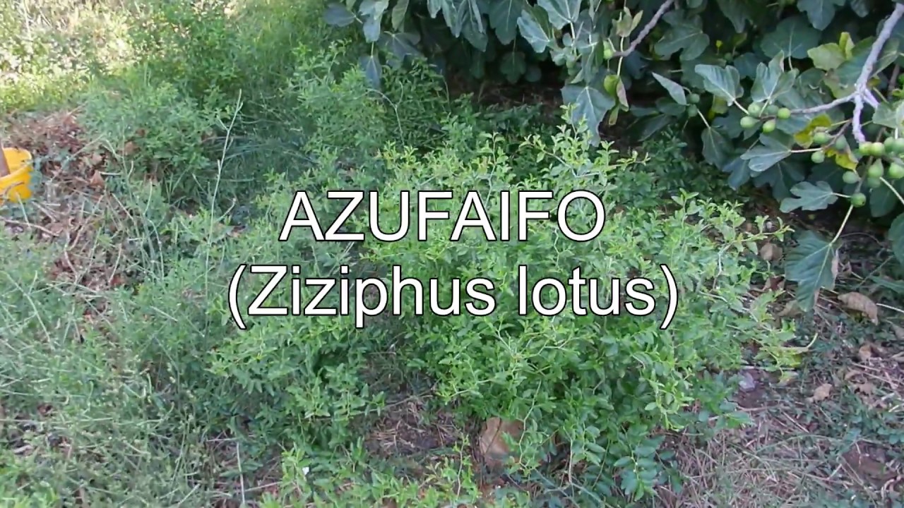 CUIDADO! Las raices de este arbol frutal son extremadamente invasivas!