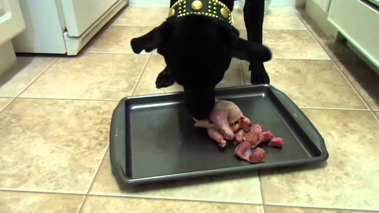 Raw Feeding
