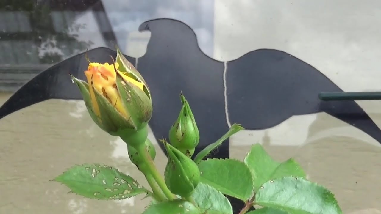 Blumen im Juli 2025