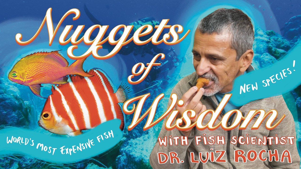Nuggets of Wisdom - Luiz Rocha | California Academy of Sciences
