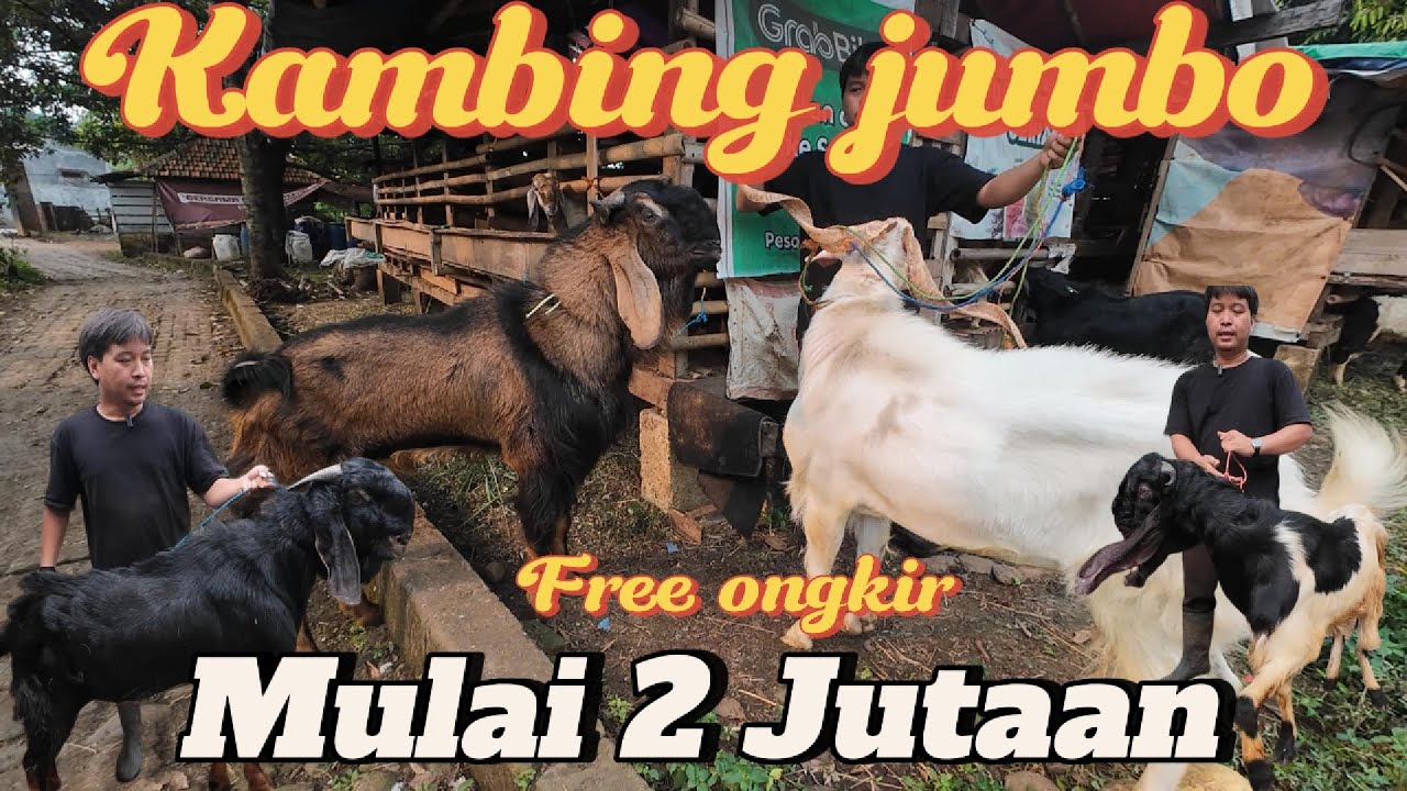 REVIEW HARGA KAMBING JUMBO DAN EKONOMIS QURBAN  2025 SIAP KIRIM JAKARTA DEPOK BOGOR TANGERANG BEKASI