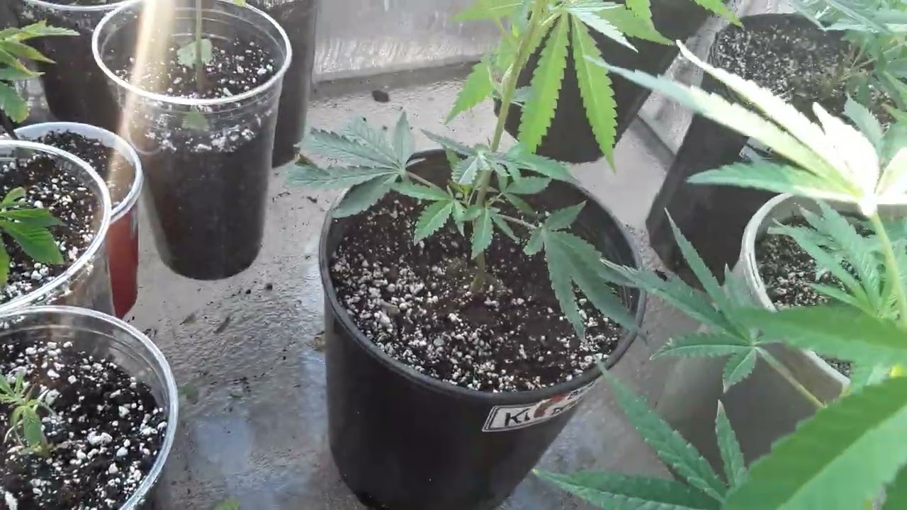 Outdoor cannabis grow 2022 (#4)