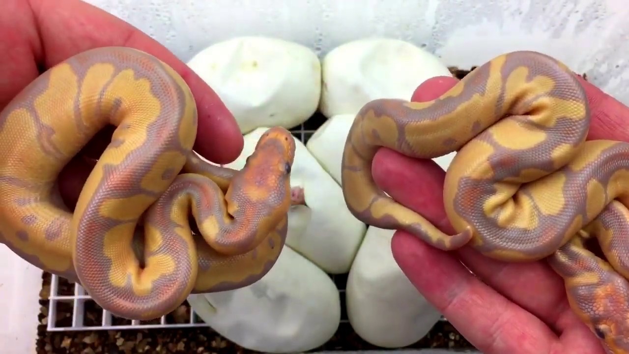 Pastel Clown x Banana het Clown cutting vid.