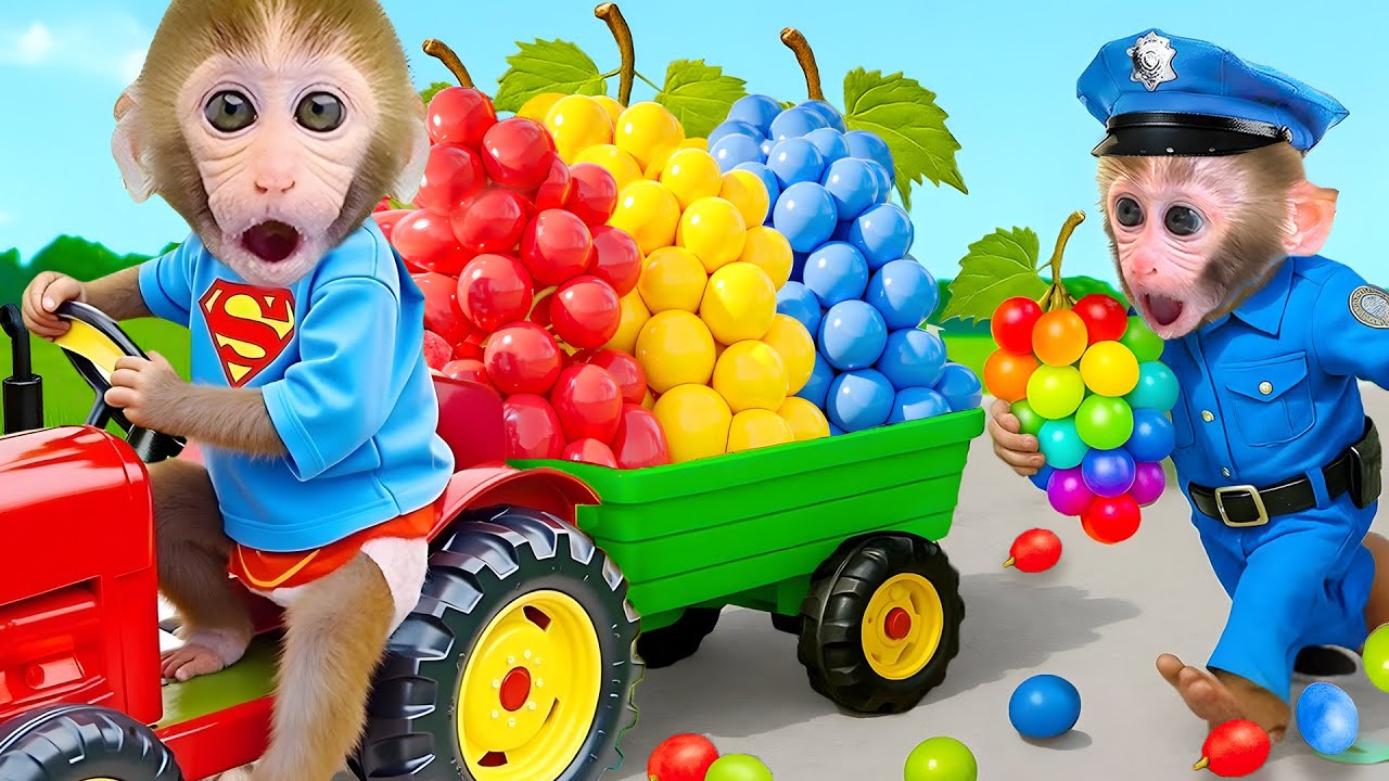 Monkey BonBon drives a tractor to harvest grapes and menyelamatkan anak itik di hutan 🐒🍇🦆