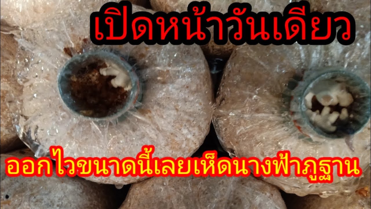 เปิดก้อนแค่วันเดียว ดอกเห็ดเริ่มออกแล้ว #มือใหม่ทำเห็ด#เห็ดกินได้ #เห็ดนางฟ้าภูฐาน