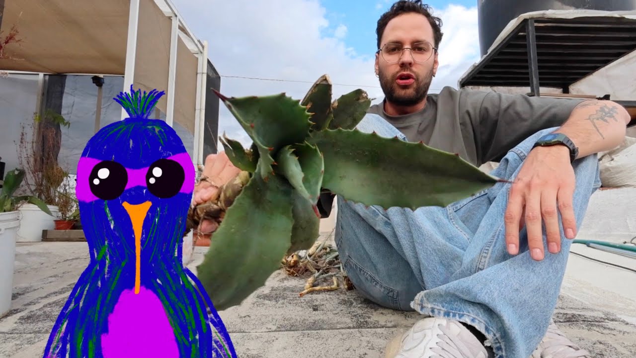 Plantando Maguey en Maceta: As&iacute; saco Ra&iacute;z a Hijos de Agave para Futuro Pulque 🌵✨🧙&zwj;♂️ #huertourbano