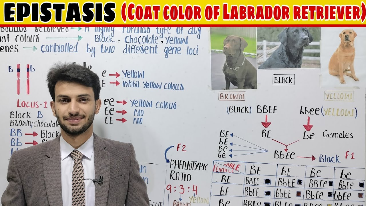 Coat Color of Labrador retriever | Epistasis | Gene Interaction | Muneer | Inheritance| MDCAT