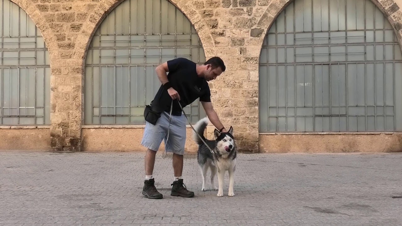 אילוף כלבים - ארבעת הרביעים של התנייה אופרנטית (עם דוגמאות)