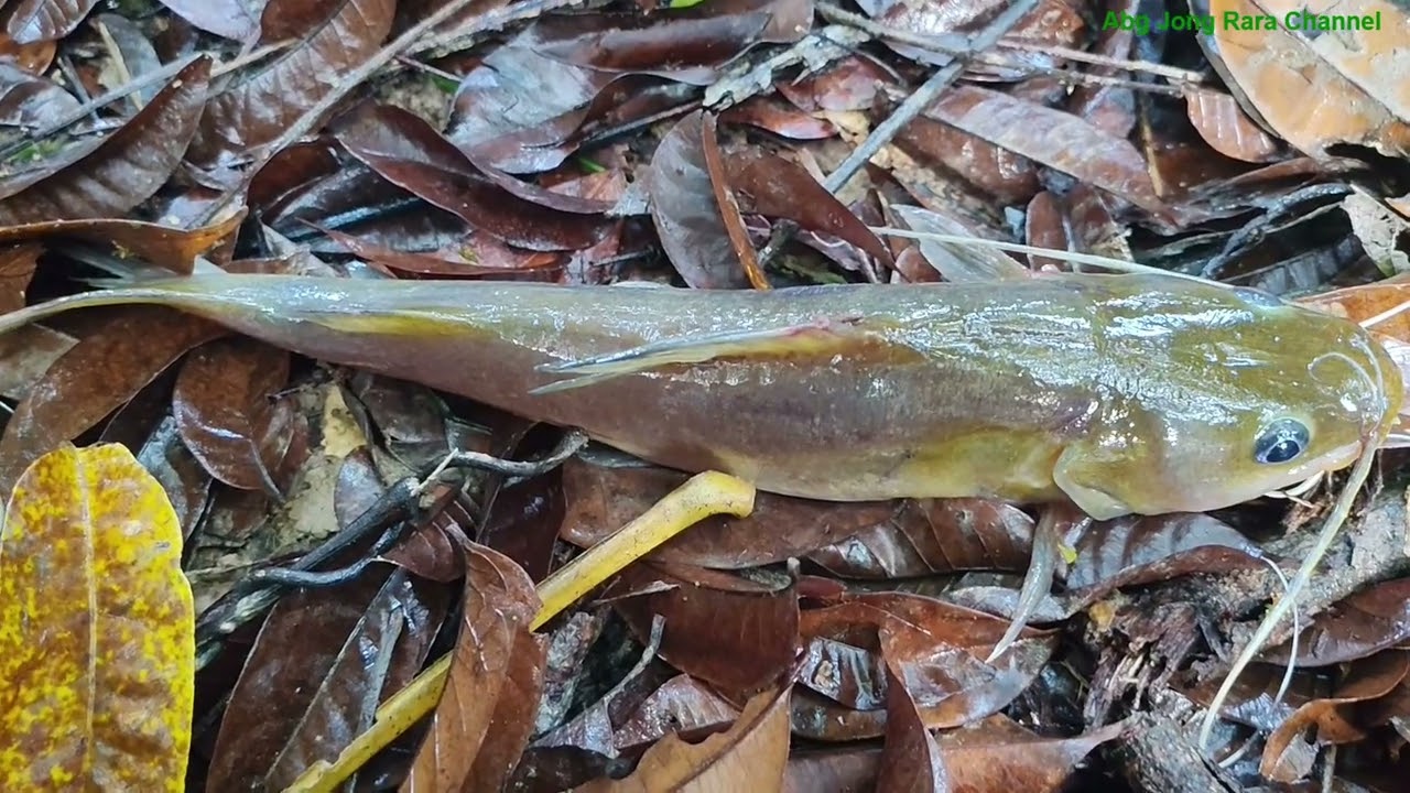sambungan Camping 2 hari satu malam bersama 4 anggota biar berhujan...Menjaring Ikan dan Hasilnya...
