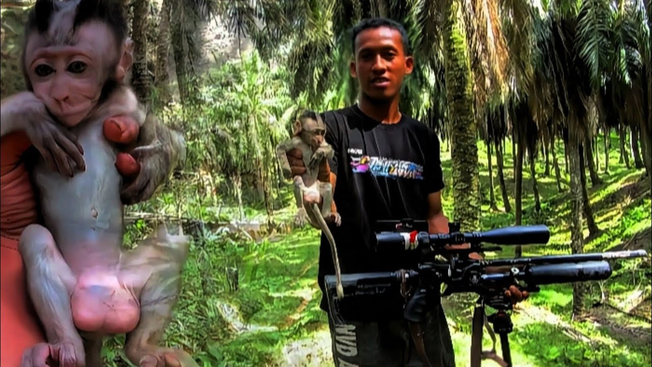 WILD MONKEY HUNTING‼️PEST CONTROL