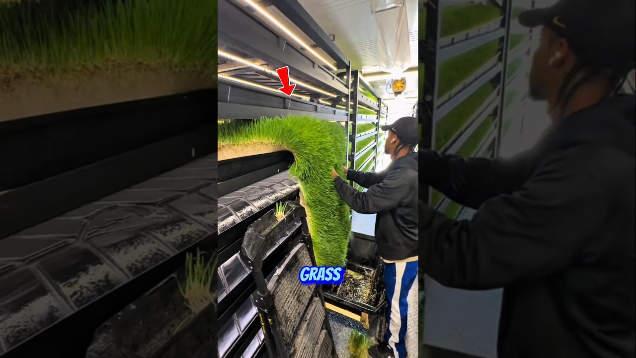 Soil-Free Super Feed: What Is Fodder Grass?