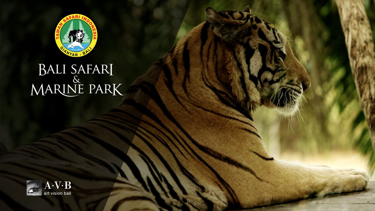 Bali Safari & Marine Park | Corporate Video | Videographer