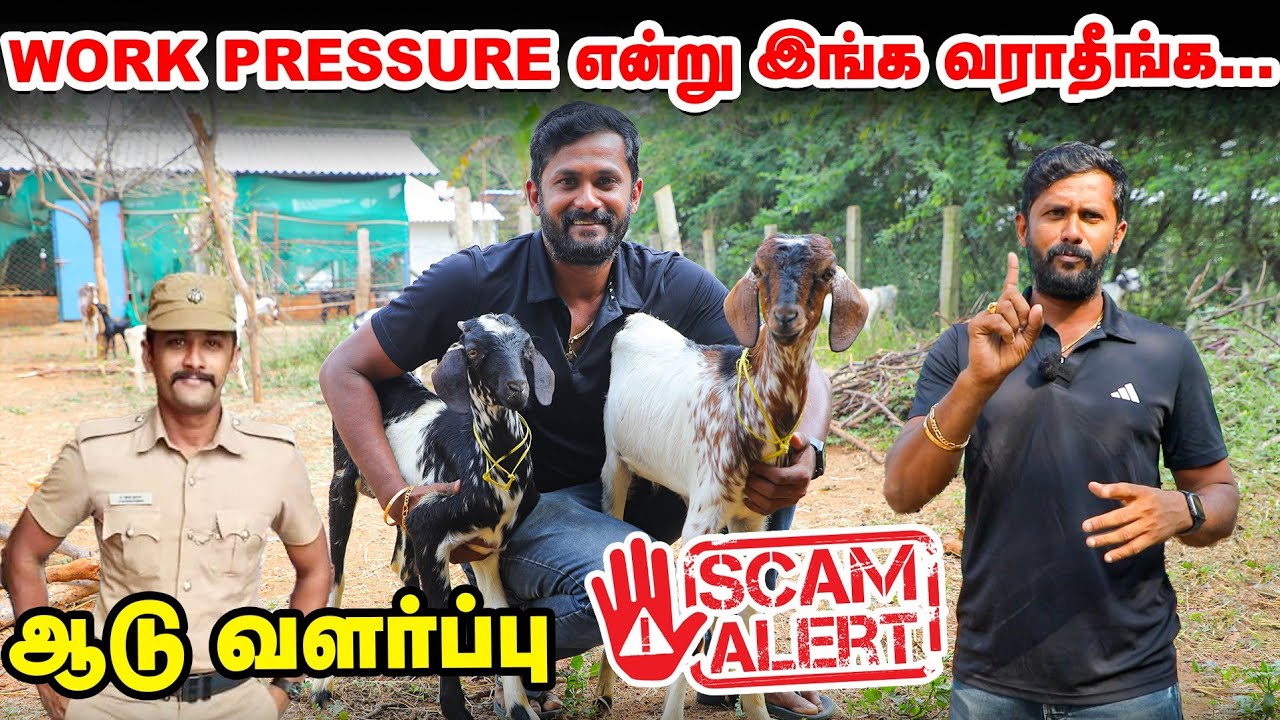 Aadu valarppu | லாபத்தை மட்டும் பார்த்து ஆட்டுப் பண்ணை வைக்காதீங்க | உண்மை உடைத்துப் பேசும் இளைஞர்