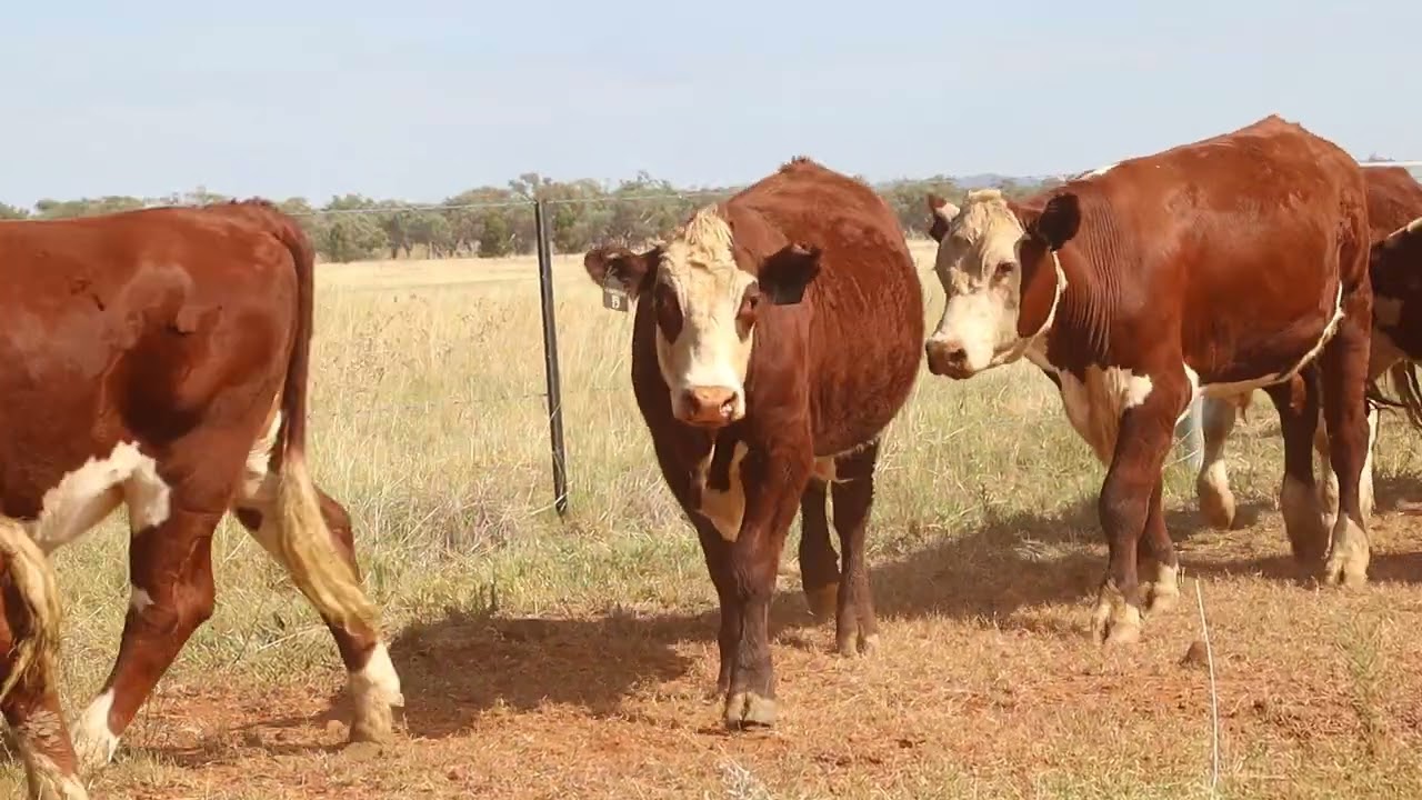 Magill Hereford steers 