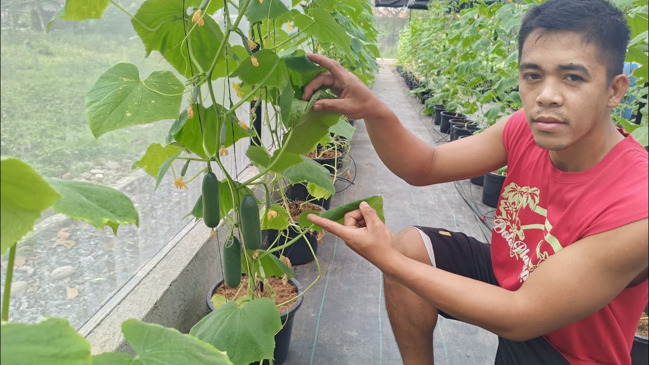 Growing Cucumber and Cherry Tomatoes and Organic Fogger effect after 1 week
