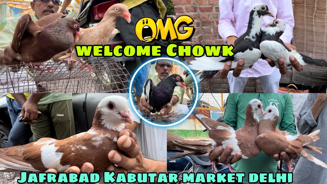 welcome chowk kabutar market Delhi pigeon market gole kabootar madrasi fancy