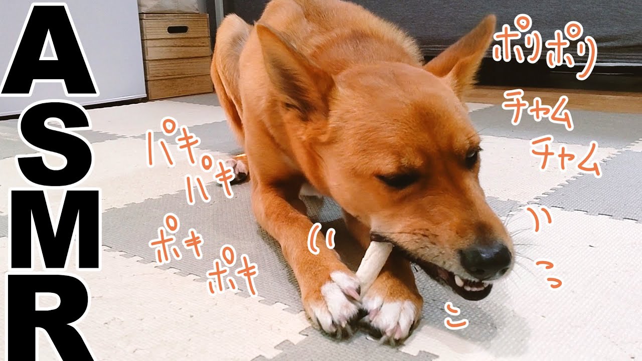 見ていると眠くなる……！わんこがガムをパリパリモグモグ【犬ASMR】
