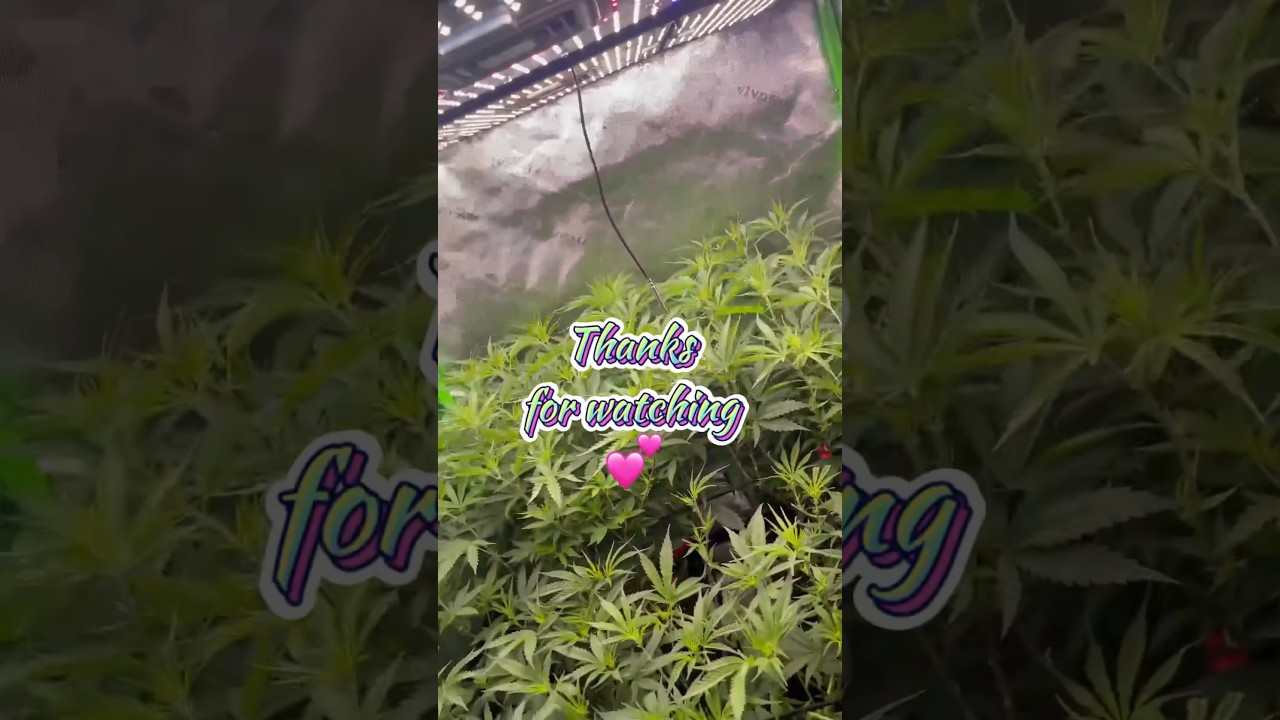 Growlights @Vivosun , seed to harvest, grow tent, aw200 and aw200se #IndoorGarden