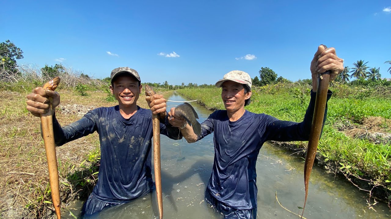 Lươn đồng - đầu cá Lóc, cá Trê đồng nấu cháo củ môn | Gấc Quê #93