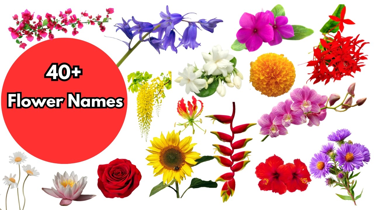 🌸 40+ Flower Names for Kids | Learn Beautiful Flowers 🌼🌷