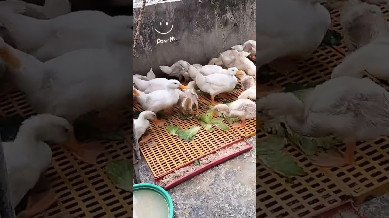 MERYENDA NA NAMAN ALAGA KUNG PISO 😍