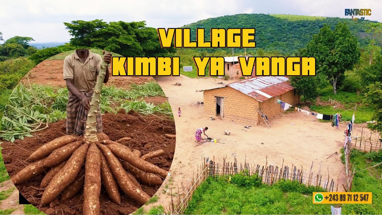 PRET POUR LA  RECOLTE DES MANOC CHEZ MA MARTHE AU VILLAGE KIMBI YA VANGA