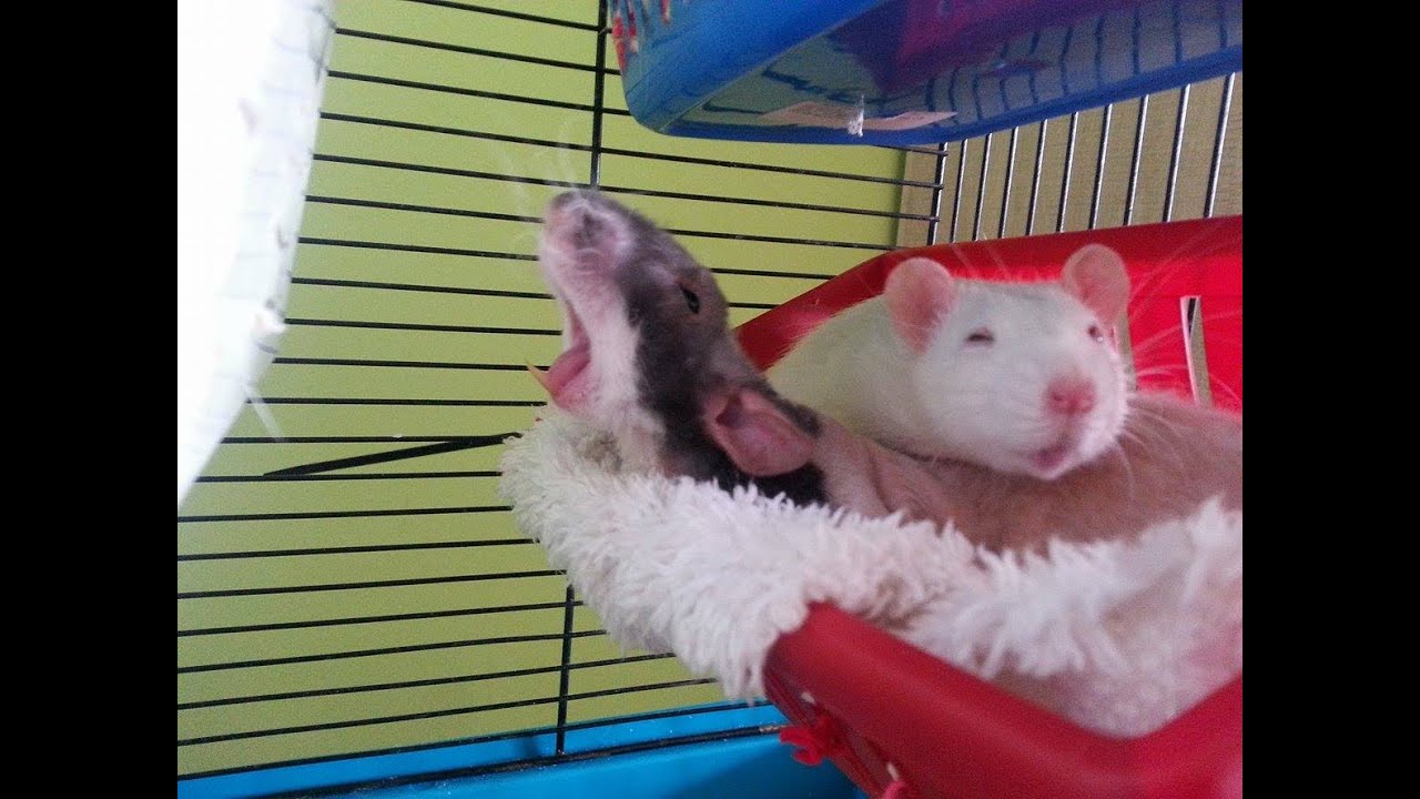 Cute pet  rats 🐀