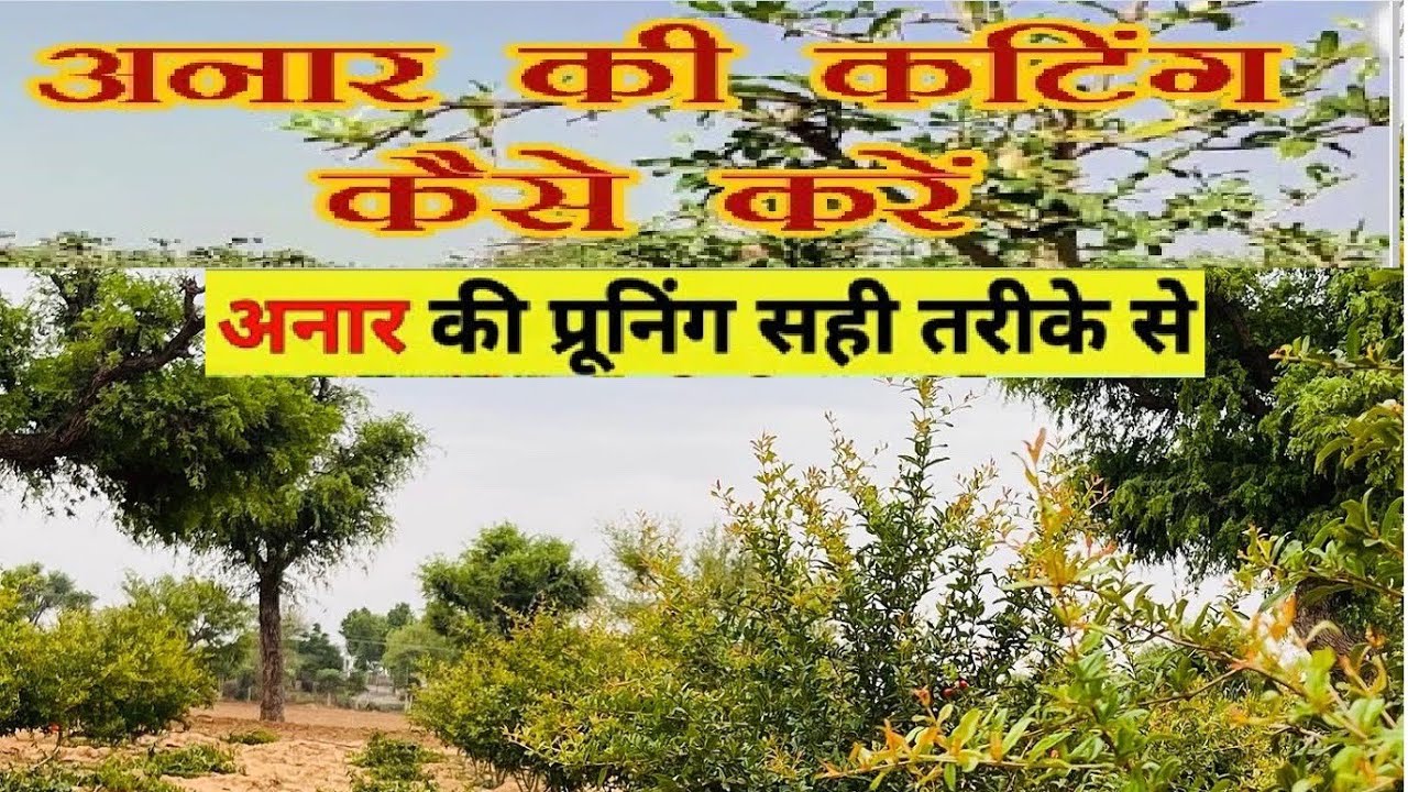 Pomegranate pruning kaise karen | अनार की कटिंग कब करें