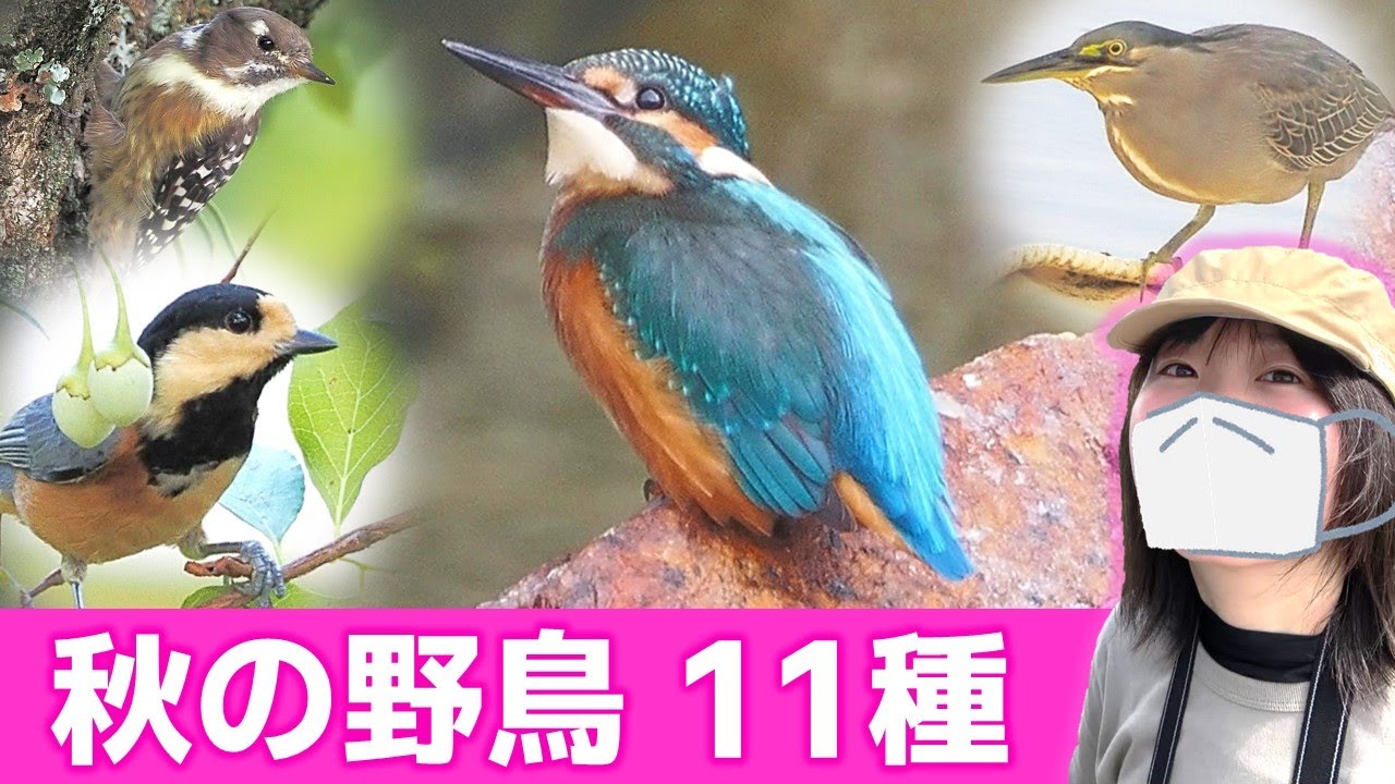 秋は鳥がいっぱい♪【野鳥撮影vlog】