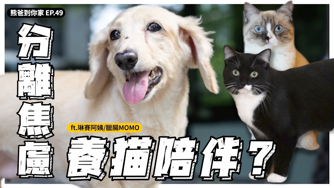 分離焦慮，監視器聲音安撫？貓貓陪伴？ft.琳賽阿姨+臘腸MOMO【熊爸到你家】｜熊爸估狗