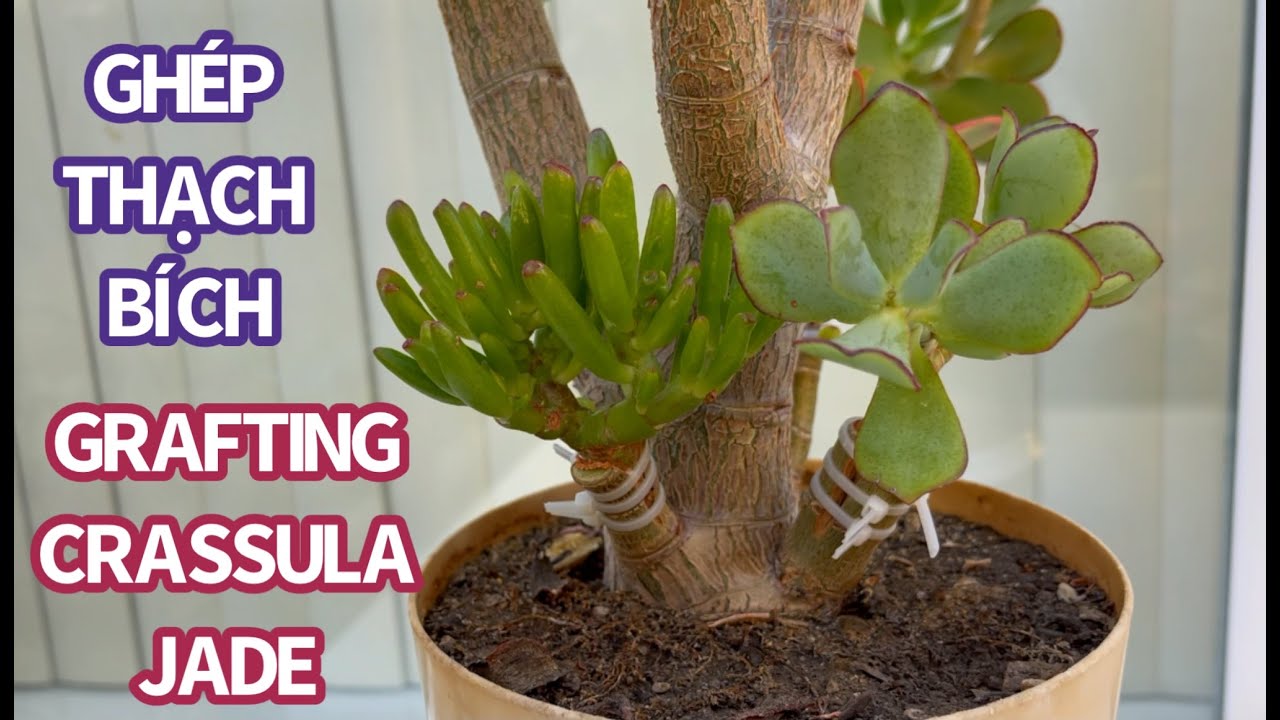 #478 GRAFTING MANY TYPES OF CRASSULA JADE PLANT | GHÉP THẠCH BÍCH | 다육식물 | 多肉植物 | Suculentas
