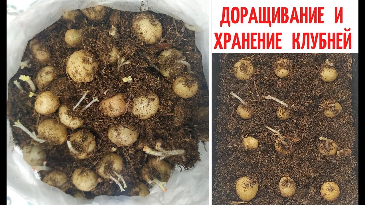 ХРАНЕНИЕ КЛУБНЕЙ 🌺 Глоксиний зимой / ДОРАЩИВАНИЕ МЕЛКИХ КЛУБНЕЙ