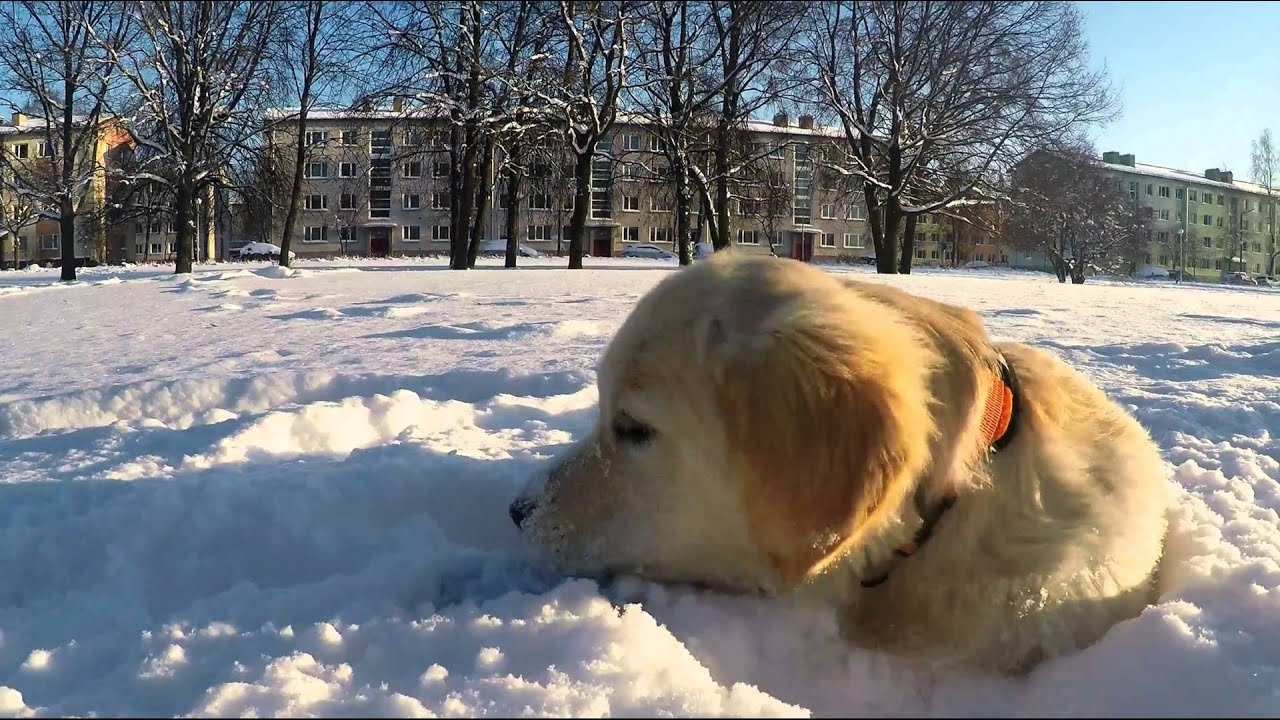 cooper 5 months (golden retriever puppy)
