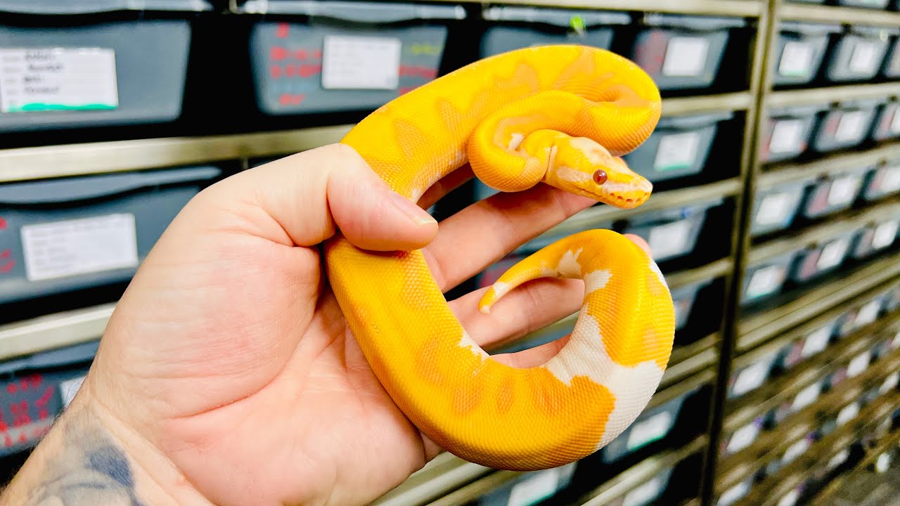 Hi ODYB Enchi Dreamsicle and more!!