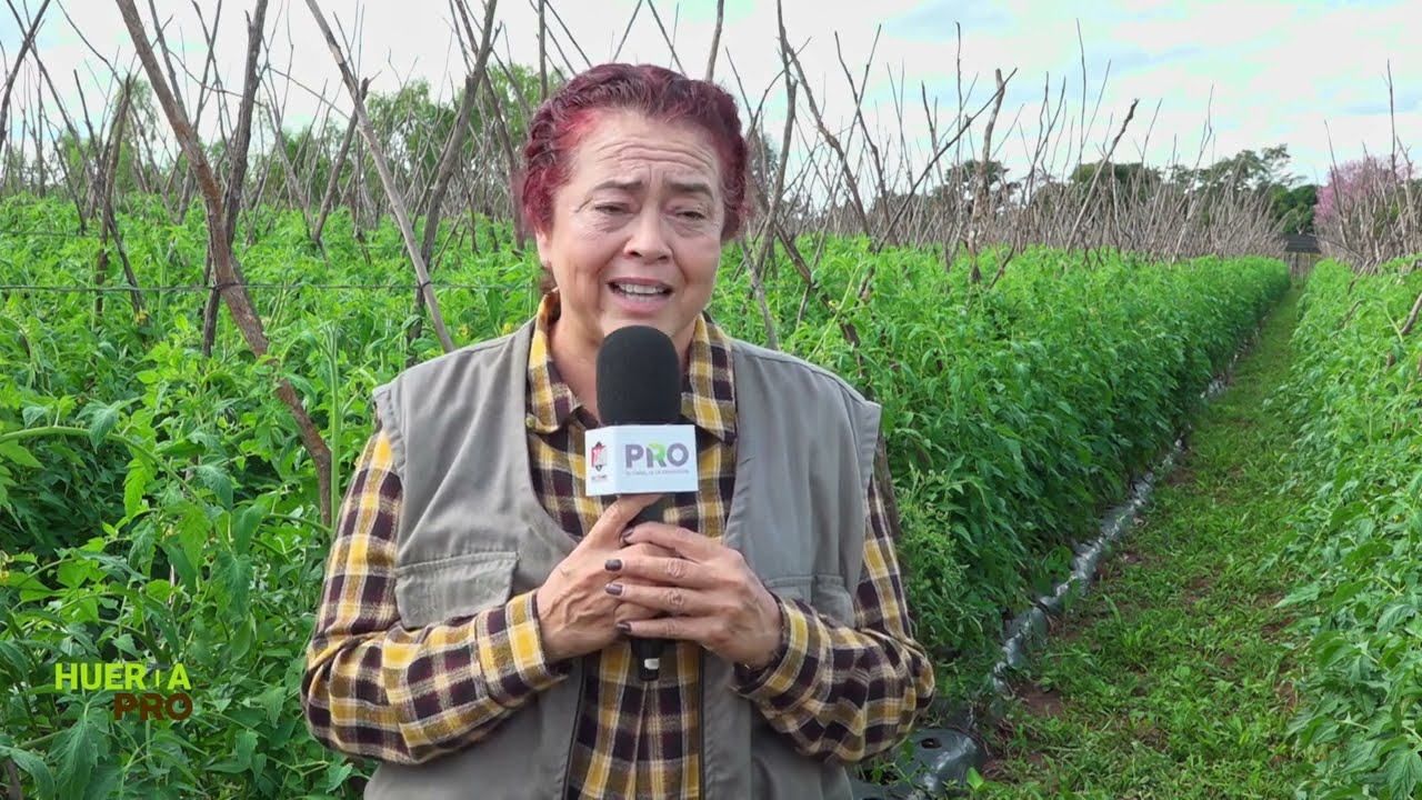 HUERTA PRO - HUERTA CON PROYECTO SUSTANTIVO MAG