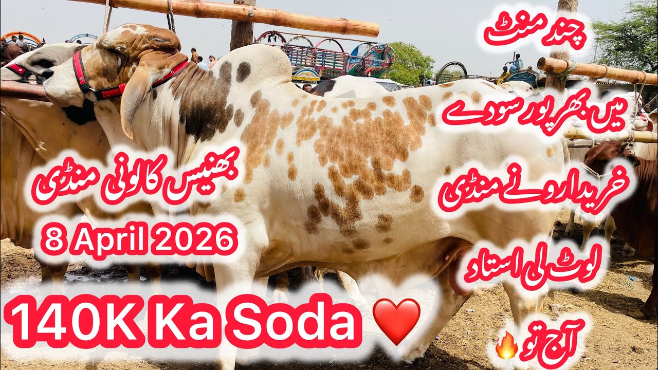 140K Ка Сода ❤️ 8 апреля 2026 г. | Обновление тарифов Bhains Colony Karachi Cow Mandi на 2026 год...