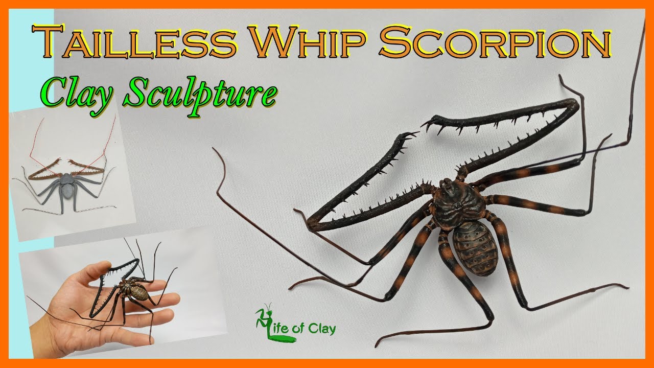 Sculpting Tailless Whip Scorpion (Damon diadema) Polymer Clay_ Life of Clay