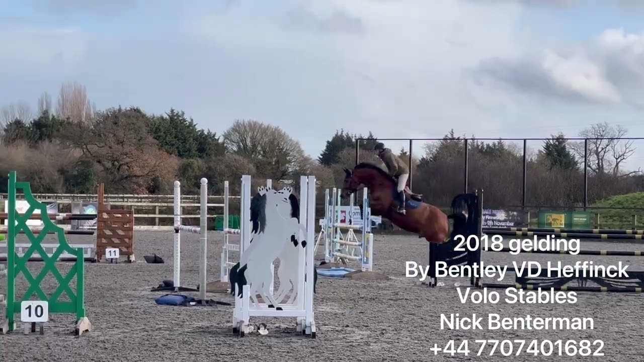 2018 gelding by Bentley VD Heffinck 