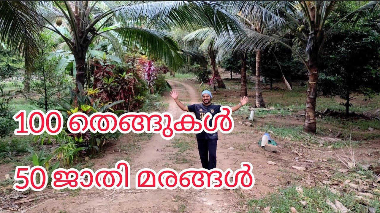 #NP861#അടിപൊളി തെങ്ങിൻ തോപ്പ് വില്പനക്ക്#100 തെങ്ങും 50 ജാതിമരവും, വീടും, കിണറും#Coconut Garden for#