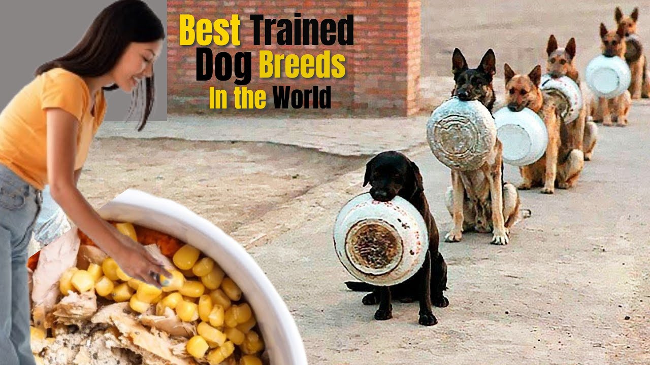 10 Best Trained and Disciplined Dogs In The World