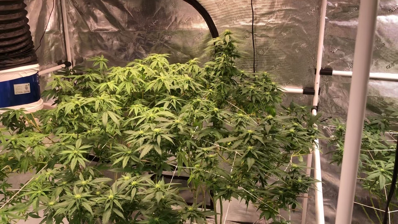 Fohse LED Grow Light & HLG 600 R Spec