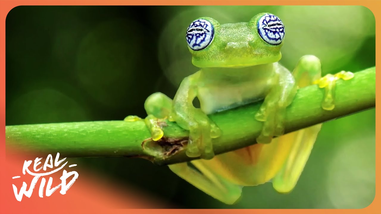 The Fascinating Life of Frogs | 4K