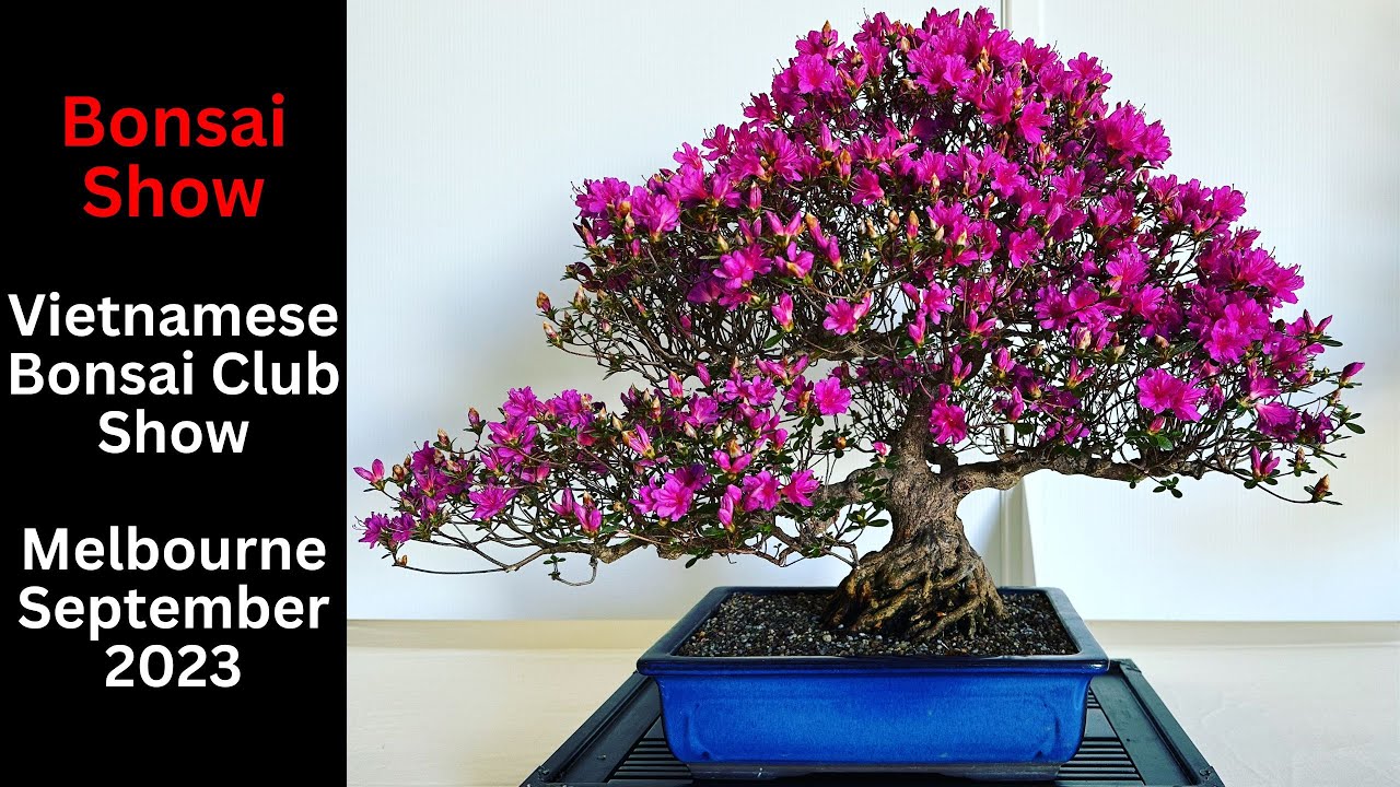 Bonsai SHOW - Vietnamese Bonsai Club Show Melbourne September 2023