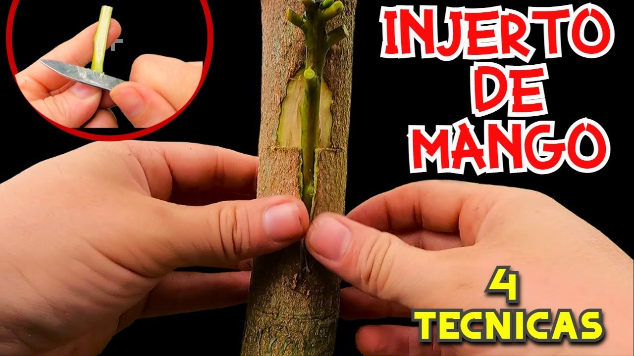 Los Mejores METODOS para INJERTAR MANGO PASO a PASO // TUTORIAL